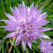 Lade das Bild in den Galerie-Viewer, Schnittlauch (Allium schoenoprasum)