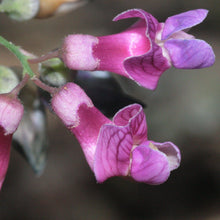 Lade das Bild in den Galerie-Viewer, Schwärzende Platterbse (Lathyrus niger )