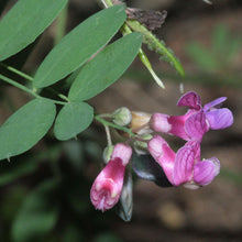 Lade das Bild in den Galerie-Viewer, Schwärzende Platterbse (Lathyrus niger )