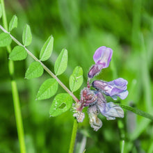 Lade das Bild in den Galerie-Viewer, Schwärzende Platterbse (Lathyrus niger )