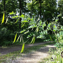 Lade das Bild in den Galerie-Viewer, Schwärzende Platterbse (Lathyrus niger )