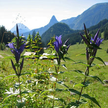 Lade das Bild in den Galerie-Viewer, Schwalbenwurz-Enzian