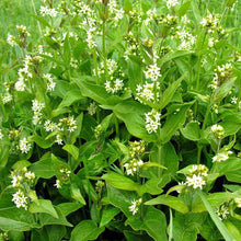 Lade das Bild in den Galerie-Viewer, Schwalbenwurz (Vincetoxicum hirundinaria)