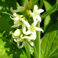 Lade das Bild in den Galerie-Viewer, Schwalbenwurz (Vincetoxicum hirundinaria)