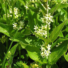 Lade das Bild in den Galerie-Viewer, Schwalbenwurz (Vincetoxicum hirundinaria)