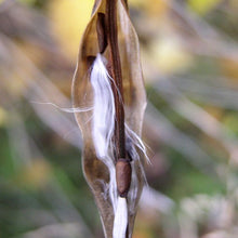 Lade das Bild in den Galerie-Viewer, Schwalbenwurz (Vincetoxicum hirundinaria)
