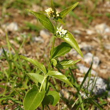 Lade das Bild in den Galerie-Viewer, Schwalbenwurz (Vincetoxicum hirundinaria)
