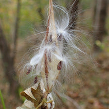 Lade das Bild in den Galerie-Viewer, Schwalbenwurz (Vincetoxicum hirundinaria)