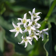 Lade das Bild in den Galerie-Viewer, Schwalbenwurz (Vincetoxicum hirundinaria)