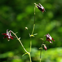 Lade das Bild in den Galerie-Viewer, Schwarviolette Akelei (Aquilegia atrata)