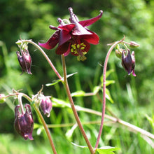 Lade das Bild in den Galerie-Viewer, Schwarviolette Akelei (Aquilegia atrata)