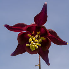 Lade das Bild in den Galerie-Viewer, Schwarviolette Akelei (Aquilegia atrata)