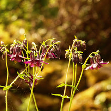 Lade das Bild in den Galerie-Viewer, Schwarviolette Akelei (Aquilegia atrata)