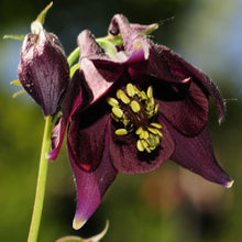 Lade das Bild in den Galerie-Viewer, Schwarviolette Akelei (Aquilegia atrata)