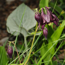 Lade das Bild in den Galerie-Viewer, Schwarviolette Akelei (Aquilegia atrata)