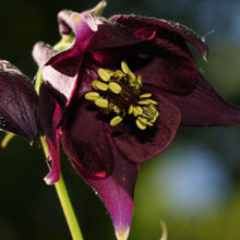 Lade das Bild in den Galerie-Viewer, Schwarviolette Akelei (Aquilegia atrata)