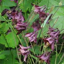 Lade das Bild in den Galerie-Viewer,  Schwarviolette Akelei (Aquilegia atrata)