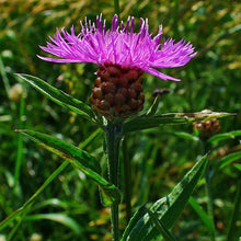 Lade das Bild in den Galerie-Viewer, Schwarze Flockenblume (Centaurea nigra)