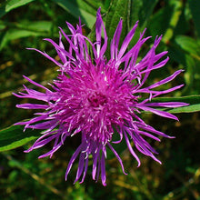 Lade das Bild in den Galerie-Viewer, Schwarze Flockenblume (Centaurea nigra)