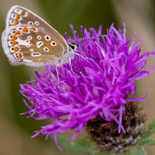 Lade das Bild in den Galerie-Viewer, Schwarze Flockenblume (Centaurea nigra)