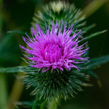 Lade das Bild in den Galerie-Viewer, Schwarze Flockenblume (Centaurea nigra)