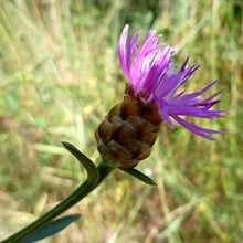 Lade das Bild in den Galerie-Viewer, Schwarze Flockenblume (Centaurea nigra)