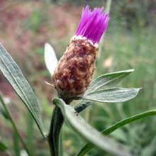 Lade das Bild in den Galerie-Viewer, Schwarze Flockenblume (Centaurea nigra)