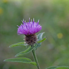 Lade das Bild in den Galerie-Viewer, Schwarze Flockenblume (Centaurea nigra)