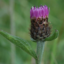 Lade das Bild in den Galerie-Viewer, Schwarze Flockenblume (Centaurea nigra)