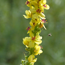 Lade das Bild in den Galerie-Viewer, Schwarze Königskerze (Verbascum nigrum)