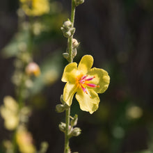 Lade das Bild in den Galerie-Viewer, Schwarze Königskerze (Verbascum nigrum)