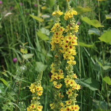 Lade das Bild in den Galerie-Viewer, Schwarze Königskerze (Verbascum nigrum)