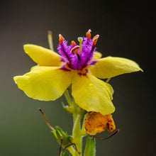 Lade das Bild in den Galerie-Viewer, Schwarze Königskerze (Verbascum nigrum)