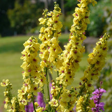 Lade das Bild in den Galerie-Viewer, Schwarze Königskerze (Verbascum nigrum)