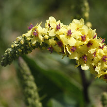 Lade das Bild in den Galerie-Viewer, Schwarze Königskerze (Verbascum nigrum)