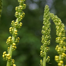 Lade das Bild in den Galerie-Viewer, Schwarze Königskerze (Verbascum nigrum)