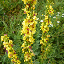 Lade das Bild in den Galerie-Viewer, Schwarze Königskerze (Verbascum nigrum)