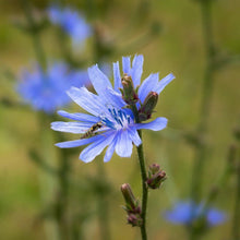 Lade das Bild in den Galerie-Viewer, Gemeine Wegwarte (Cichorium intybus)