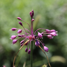 Lade das Bild in den Galerie-Viewer, Kiel-Lauch (Allium carinatum)