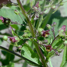 Lade das Bild in den Galerie-Viewer, Geflügelte Braunwurz (Scrophularia umbrosa)