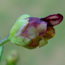 Lade das Bild in den Galerie-Viewer, Geflügelte Braunwurz (Scrophularia umbrosa)