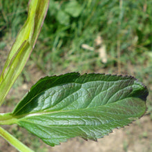 Lade das Bild in den Galerie-Viewer, Geflügelte Braunwurz (Scrophularia umbrosa)