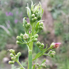 Lade das Bild in den Galerie-Viewer, Geflügelte Braunwurz (Scrophularia umbrosa)