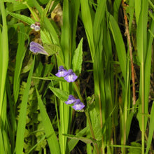 Lade das Bild in den Galerie-Viewer, Sumpf-Helmkraut (Scutellaria galericulata)