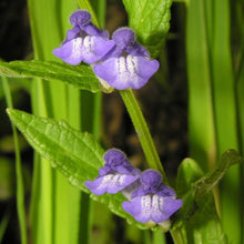 Lade das Bild in den Galerie-Viewer, Sumpf-Helmkraut (Scutellaria galericulata)