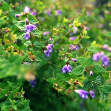 Lade das Bild in den Galerie-Viewer, Sumpf-Helmkraut (Scutellaria galericulata)