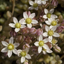 Lade das Bild in den Galerie-Viewer, Weisser Mauerpfeffer (Sedum album)