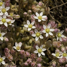 Lade das Bild in den Galerie-Viewer, Weisser Mauerpfeffer (Sedum album)