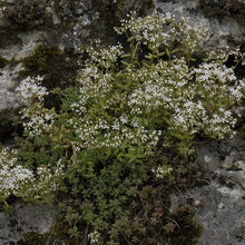 Lade das Bild in den Galerie-Viewer, Weisser Mauerpfeffer (Sedum album)