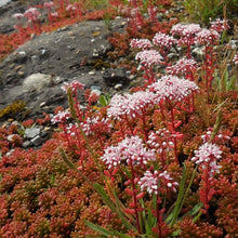 Lade das Bild in den Galerie-Viewer, Weisser Mauerpfeffer (Sedum album)